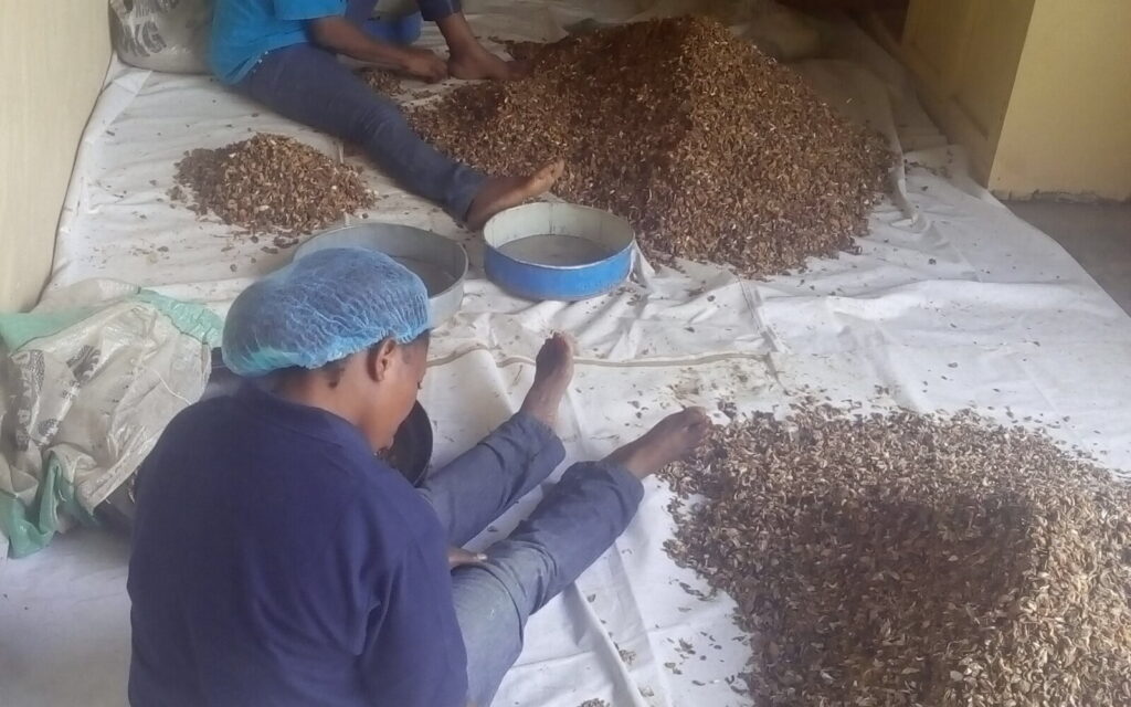 Ajo deshidratado: 6 ventajas frente al ajo fresco en la industria