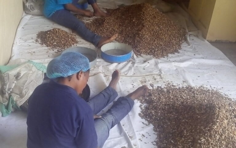 Ajo deshidratado: 6 ventajas frente al ajo fresco en la industria