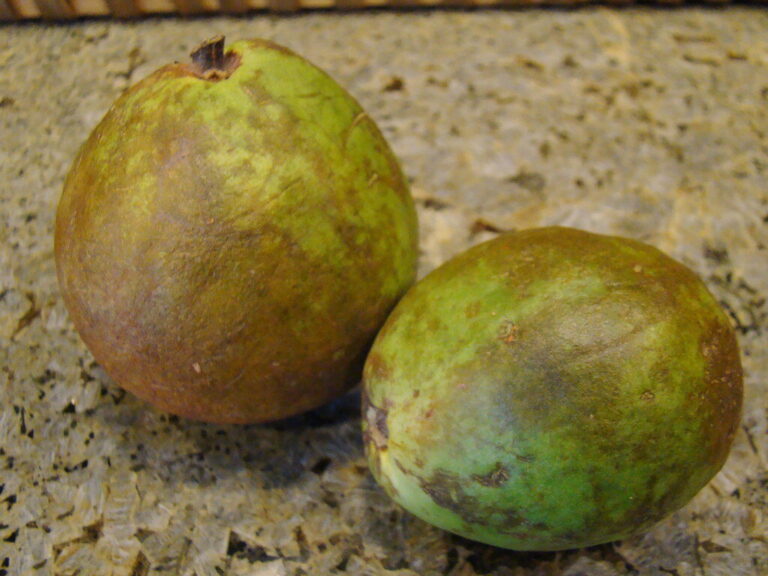 Fibra de frutas deshidratadas: el aliado natural para alimentos funcionales